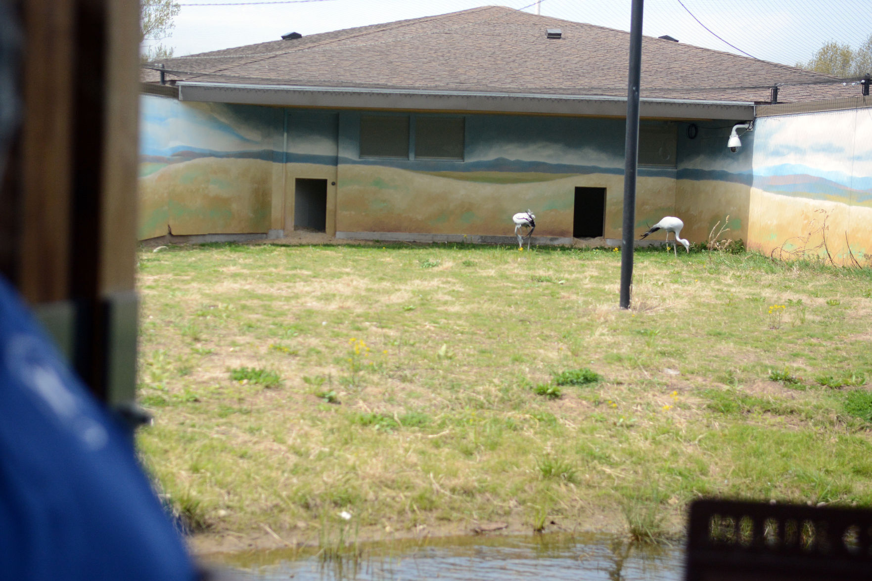 International Crane Foundation reopens, May 2021